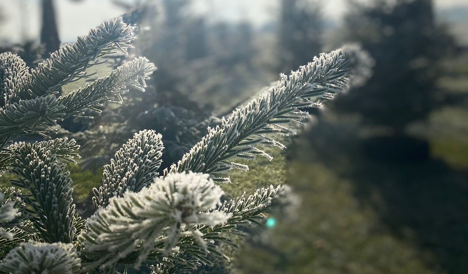 Noch keinen Weihnachtsbaum?