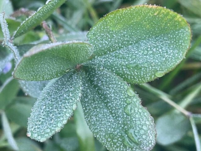 Touched by frost - and yet full of happiness